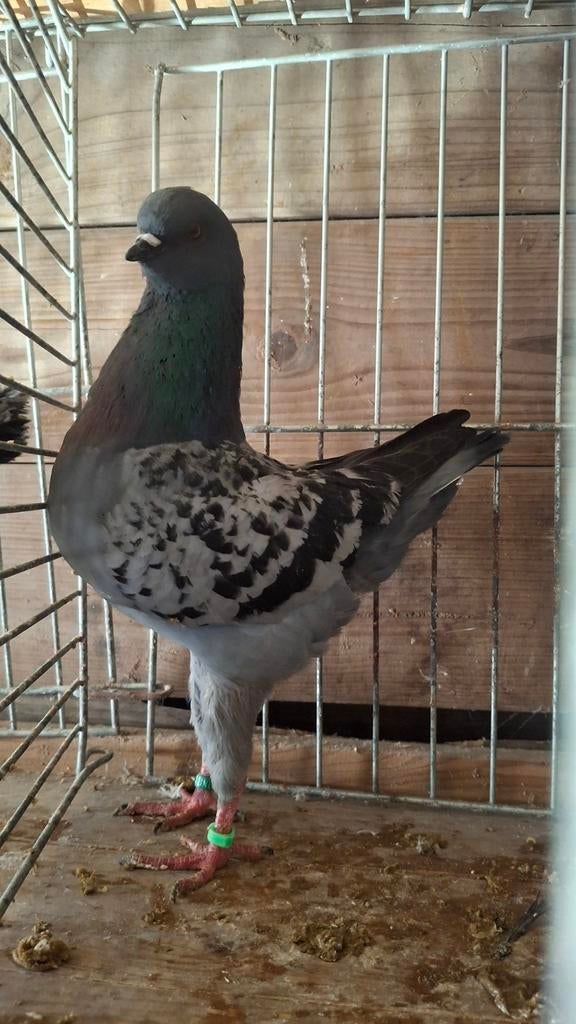 Duitse modena, Dieren en Toebehoren, Vogels | Duiven, Meerdere dieren, Overige soorten