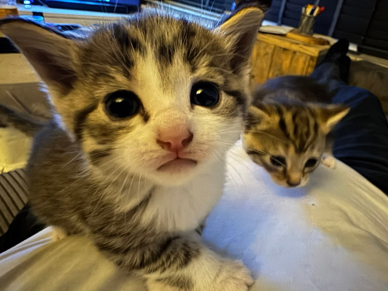 kittens te koop, Europese korthaar, Tabby- 3 poezen 1 kater, Meerdere dieren, Ontwormd, 0 tot 2 jaar