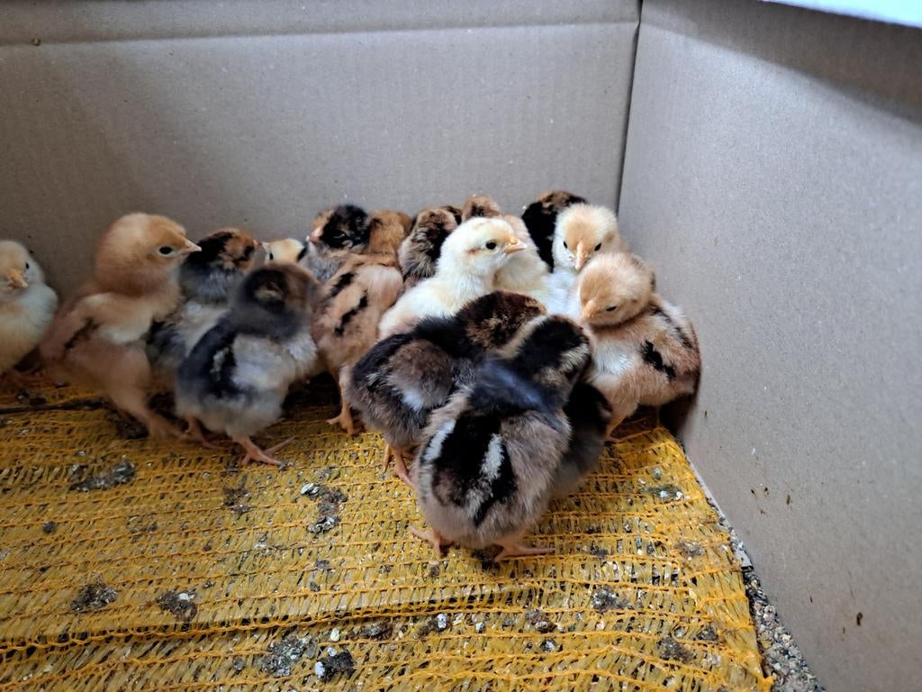 Te koop raszuivere lieve wyandotte krielkuikens, Dieren en Toebehoren, Pluimvee, Geslacht onbekend, Kip