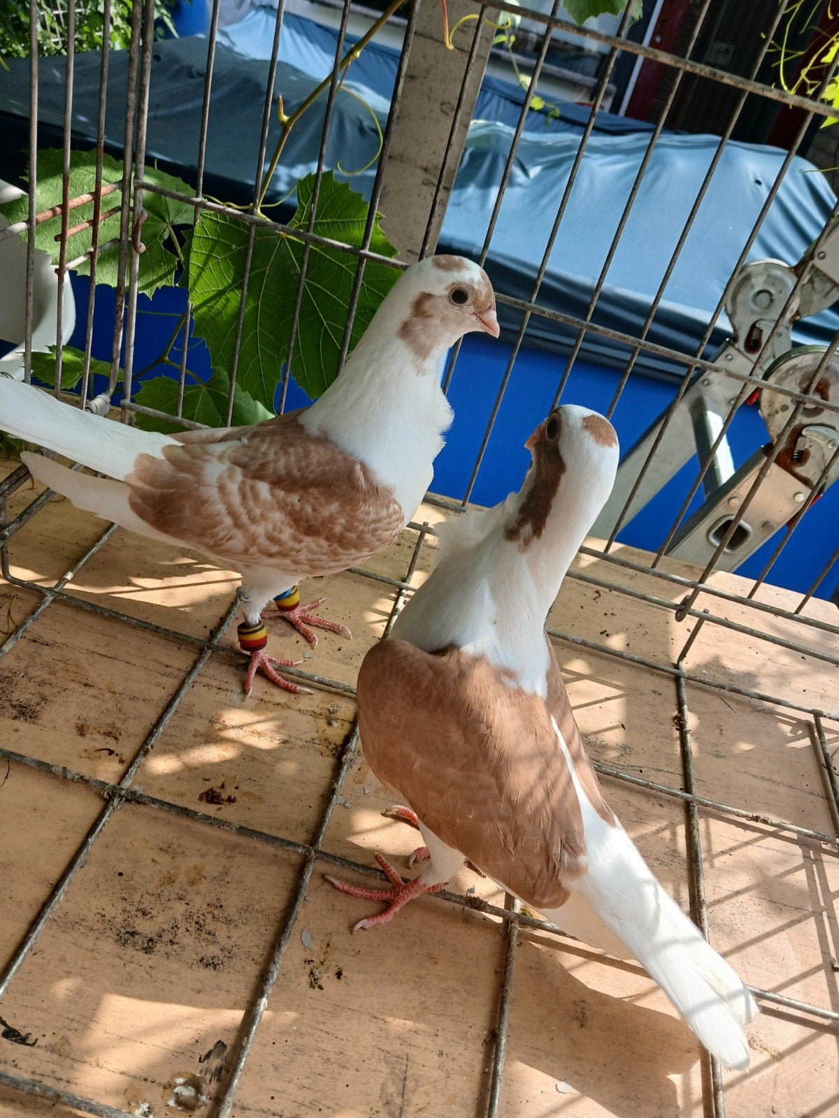 Jonge duiven, Dieren en Toebehoren, Meerdere dieren, Postduif