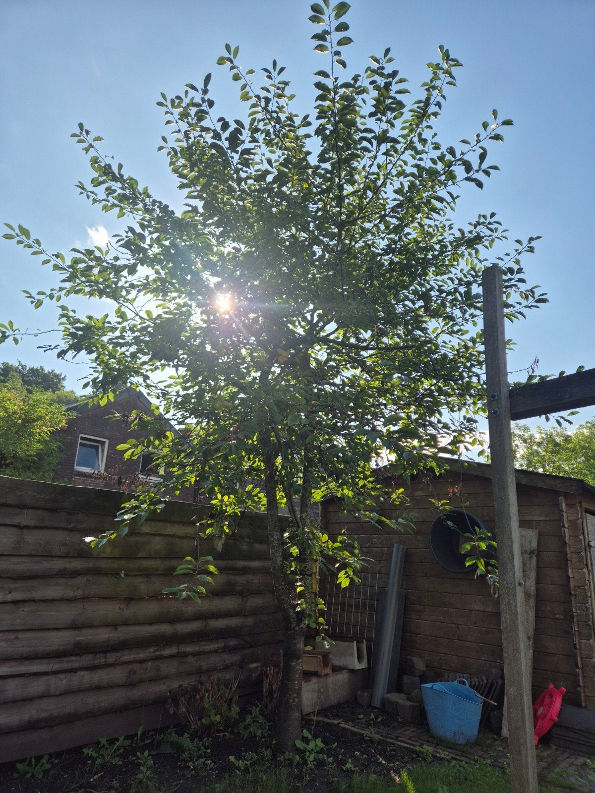 Kersenboom zelf uitspitten, Tuin en Terras, Ophalen, Volle zon, Overige soorten