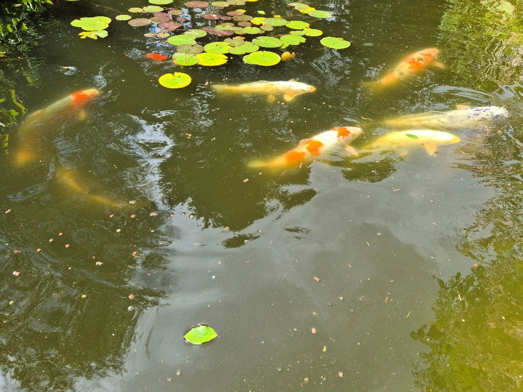 9 Koi Karpers, variërend van 30-60cm, Karper of Koi