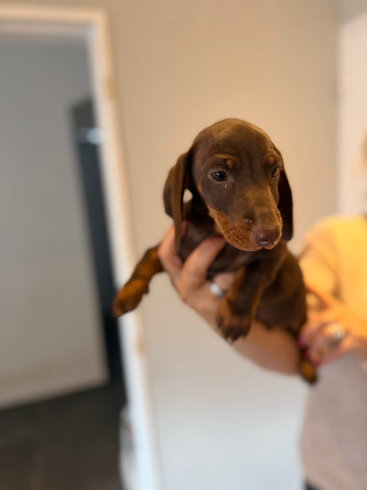 Choco tan dwergteckel pups zoeken een gouden mandje! ️, Dieren en Toebehoren, CDV (hondenziekte), 8 tot 15 weken, Korthaar, Dwerg