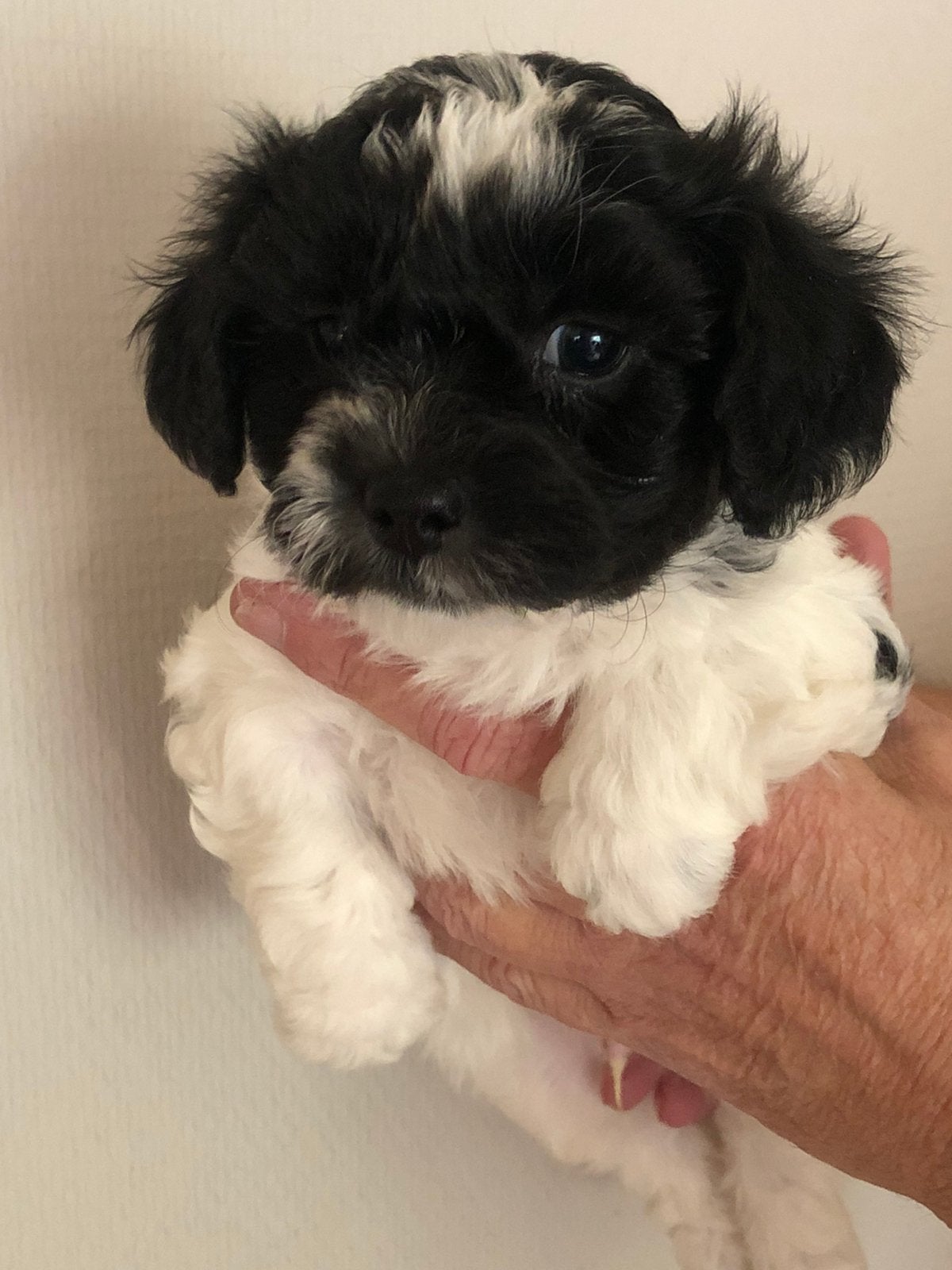 Bichon Frise/ Shih Ztu -Zuchon puppies, Nederland, Overige rassen, CDV (hondenziekte), 8 tot 15 weken