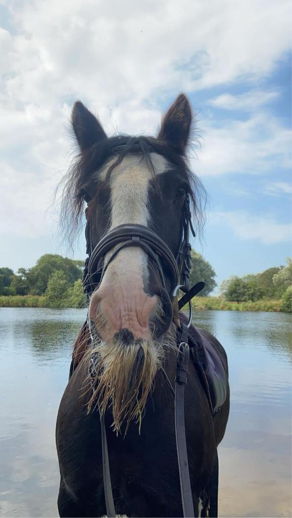 Rustige privé paardrijles voor kinderen | Heiloo, Weidegang, 1 paard of pony