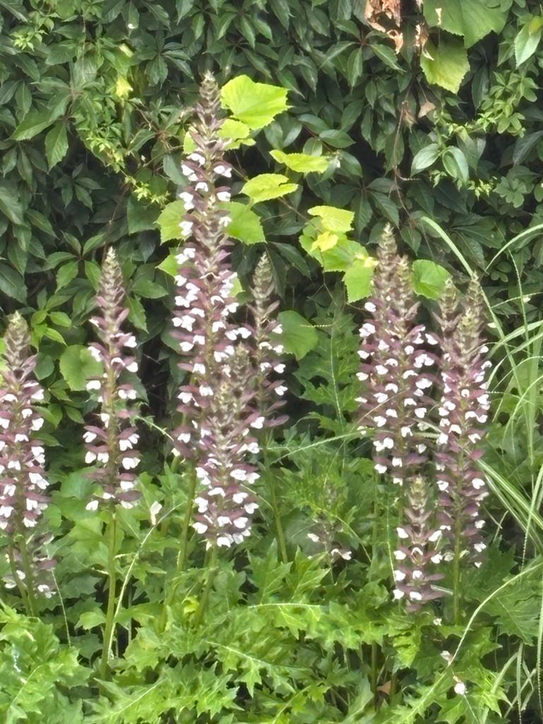Acanthus Mollis, Tuin en Terras, Ophalen, Overige soorten, Halfschaduw