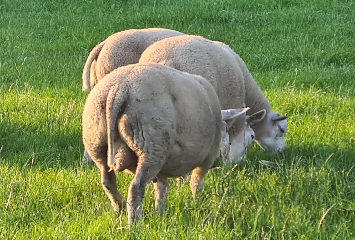 𝗭𝘄𝗼𝗲𝗴𝗲𝗿𝘃𝗿𝗶𝗷 𝗩𝗮𝗹𝗹𝗲𝗶𝗹𝗮𝗺 𝗗𝗲𝗸𝗿𝗮𝗺𝗺𝗲𝗻, Dieren en Toebehoren, Mannelijk, Schaap, 0 tot 2 jaar