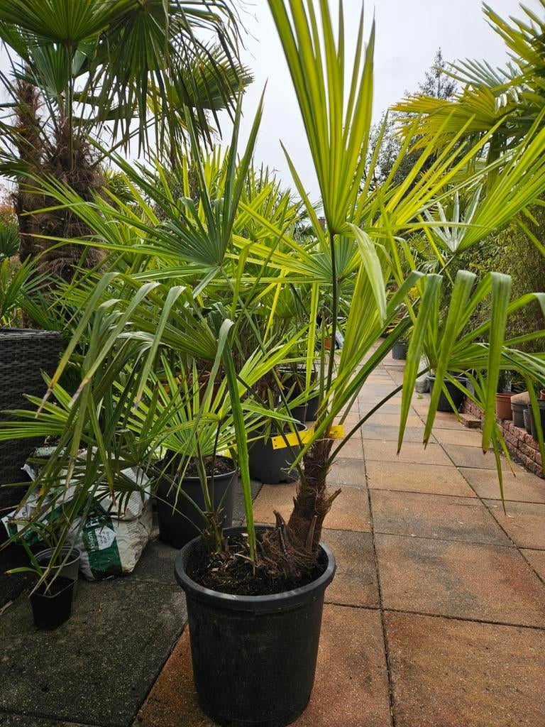 Palmboom, dubbele stam winterhard Trachycarpus Fortunei, Ophalen of Verzenden, Overige soorten, Volle zon