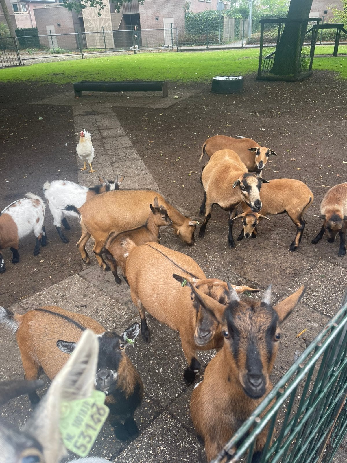 Dwerggeit, Meerdere dieren, Geit