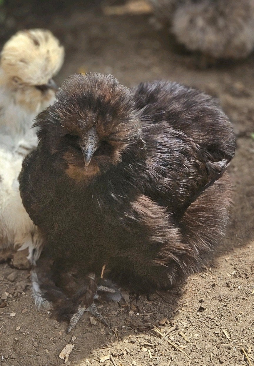Zijdehoen hen, Dieren en Toebehoren, Vrouwelijk, Kip