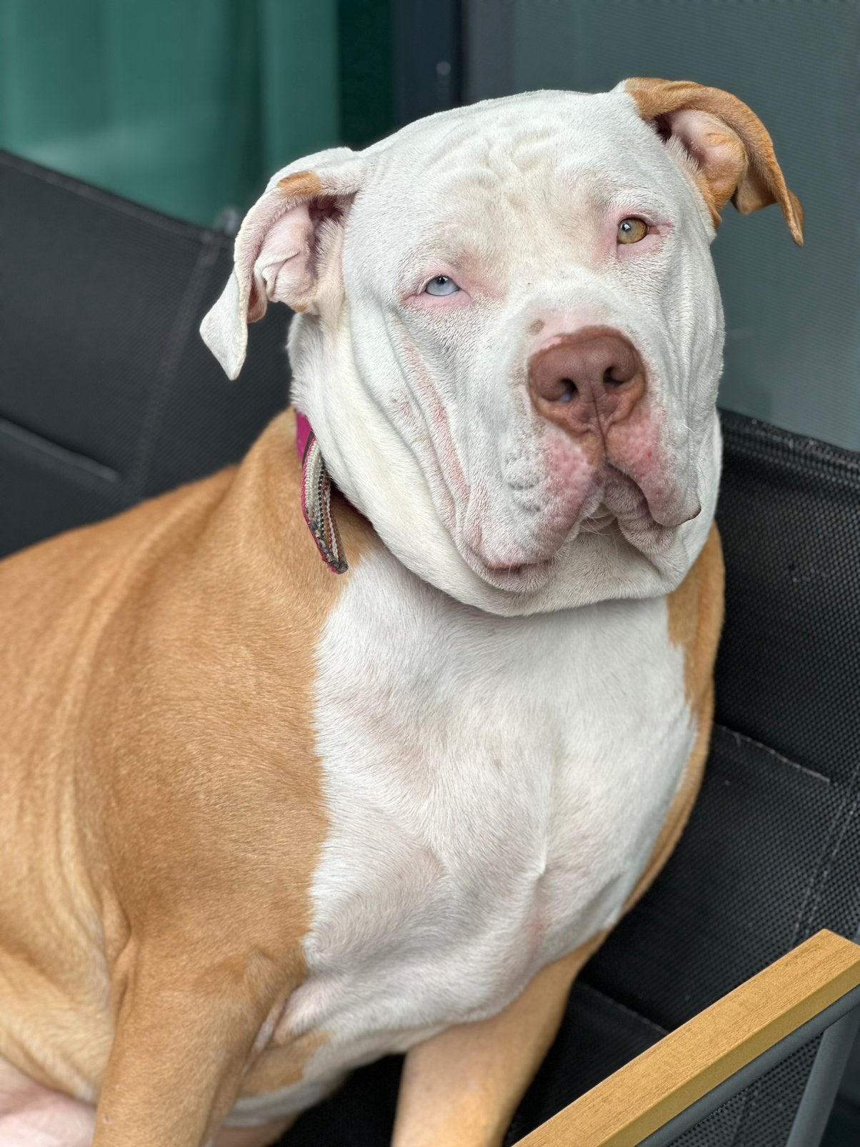 Bully XL teefje – 8 maanden – ABKC stamboom, Parvo, 15 weken tot 1 jaar, Teef, Eén hond
