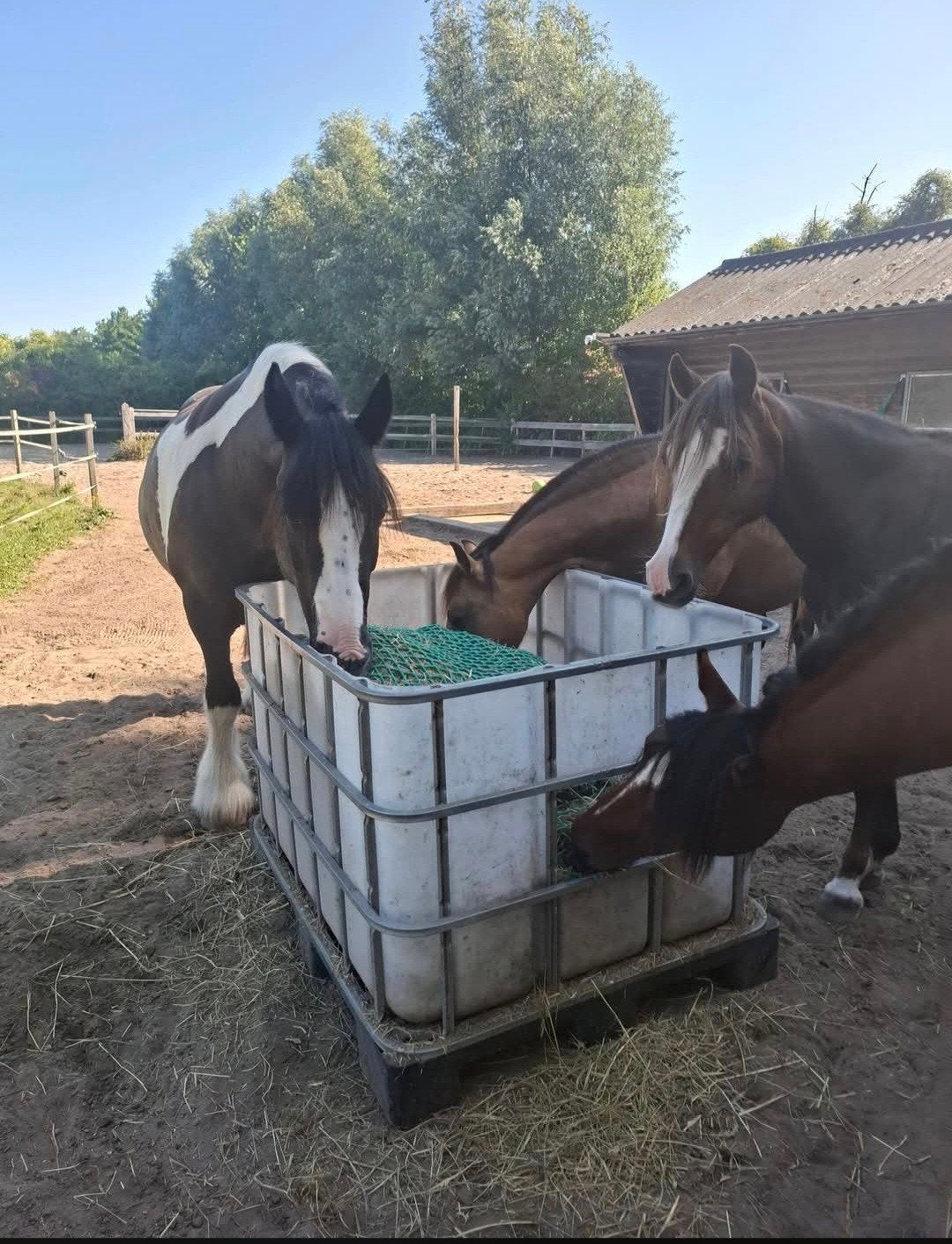 plekje vrij merrie max. 140