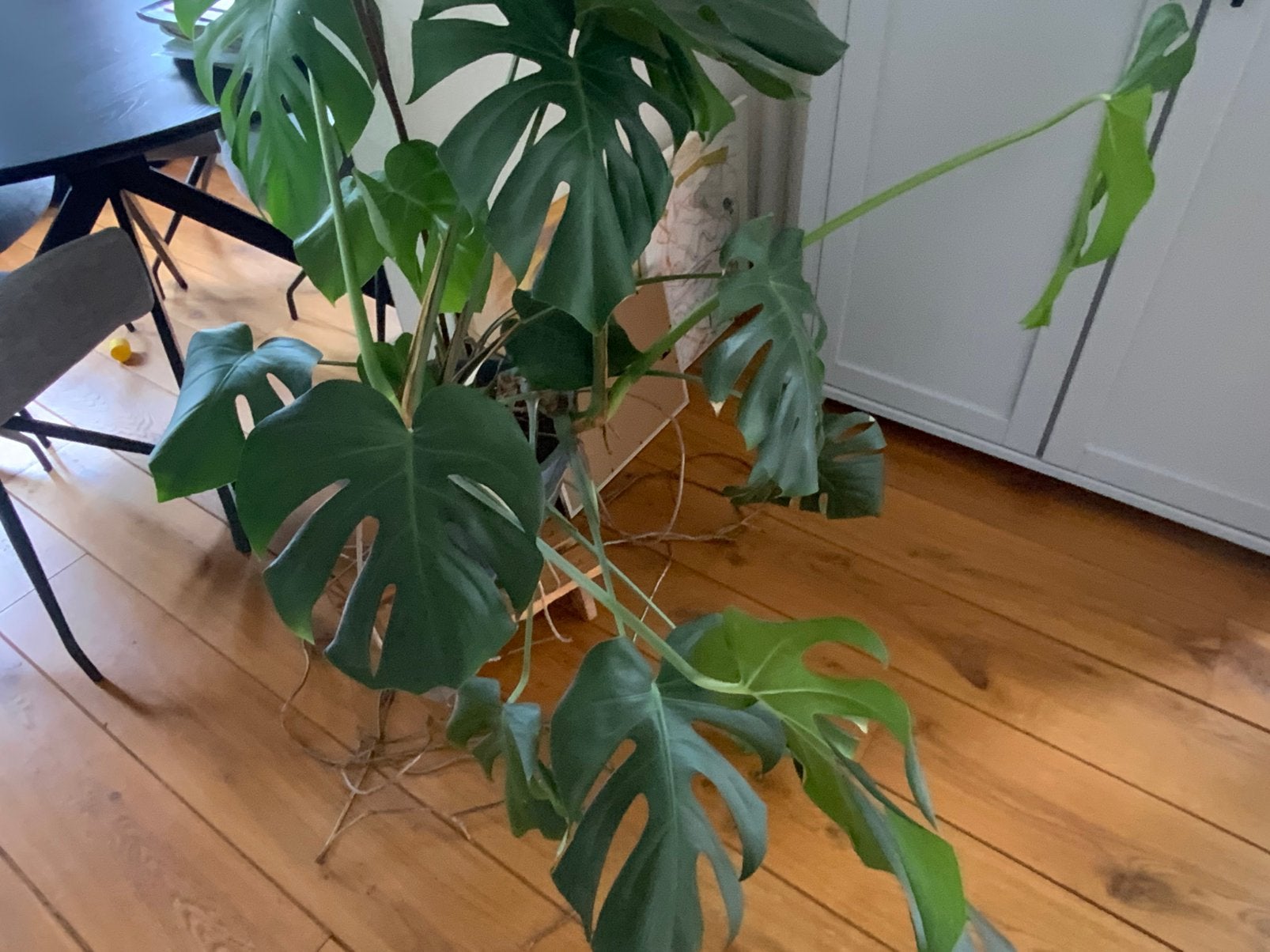 Monstera plant inclusief (plastic) POT, Ophalen, Overige soorten, Halfschaduw, In pot