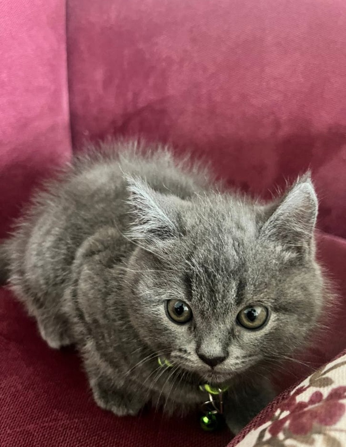 Britshe kort haar kittens, Dieren en Toebehoren, Meerdere dieren