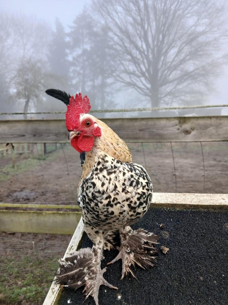 Mooie HAAN. nederlandse citroenporselein sabelpootkriel!, Dieren en Toebehoren, Pluimvee, Mannelijk, Kip