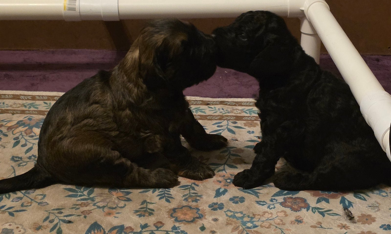 Labradoodle pups, 8 tot 15 weken, Meerdere, Meerdere dieren, CDV (hondenziekte)