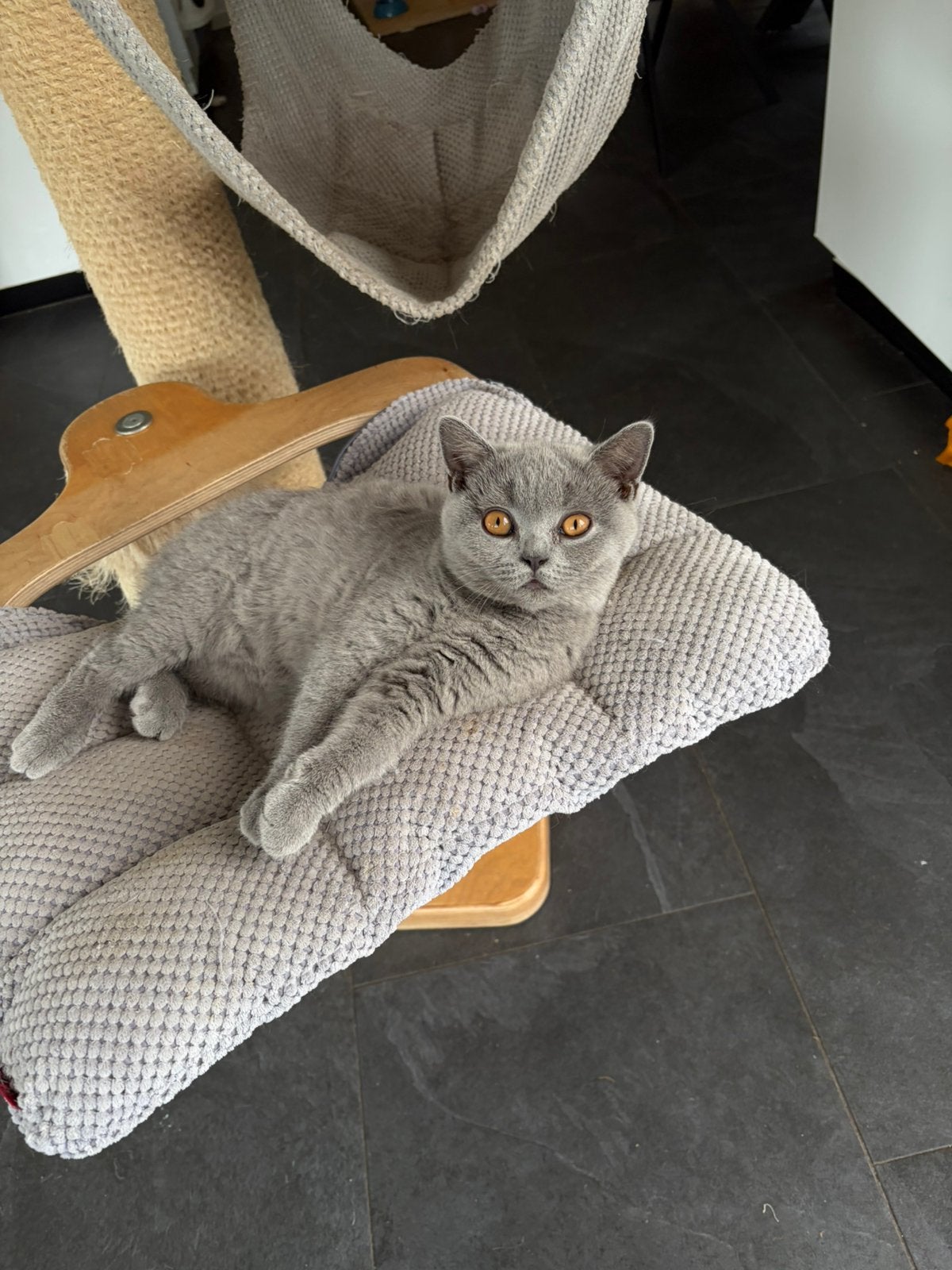 Brits korthaar katertje met stamboom, Dieren en Toebehoren, Katten en Kittens | Raskatten | Korthaar, Meerdere dieren, Met stamboom
