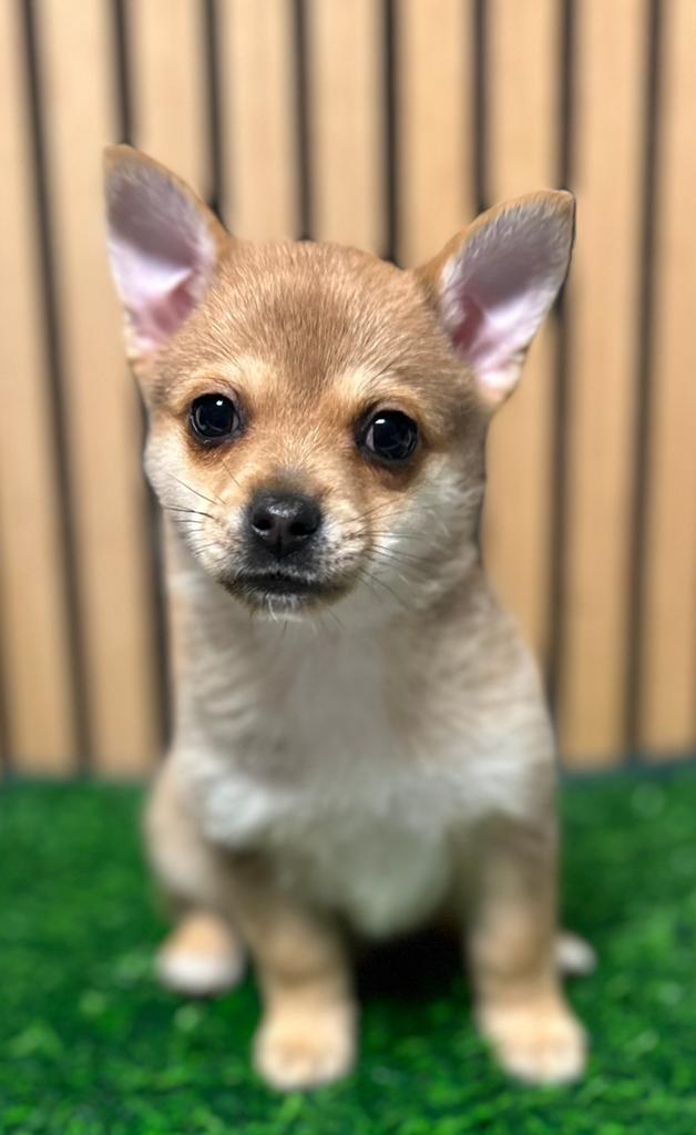 Pomchi puppy reutje 🐾💙 pup pomeriaan x chihauhau, Dieren en Toebehoren, Honden | Chihuahua's en Gezelschapshonden, Reu, 8 tot 15 weken
