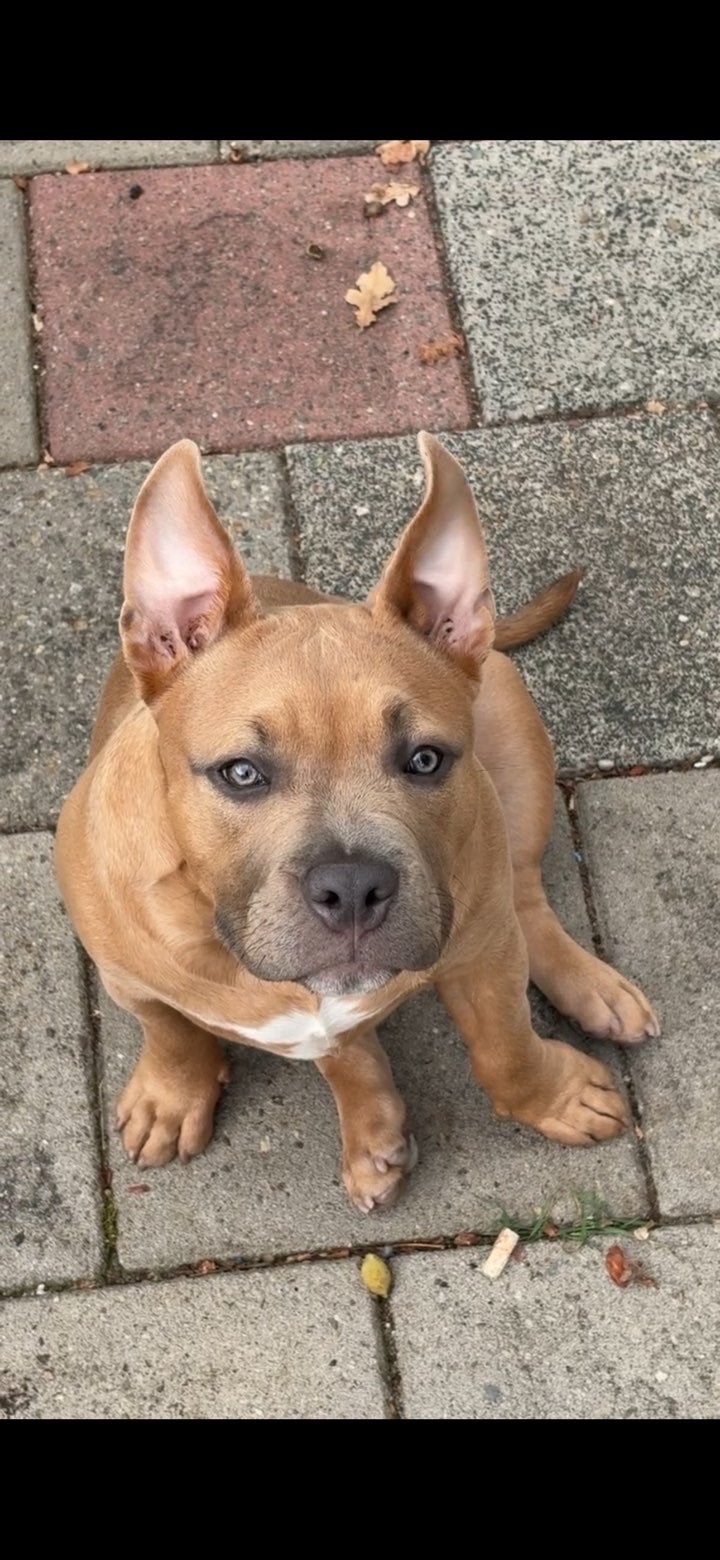 American bully pocket met abkc, Dieren en Toebehoren, België, Particulier, Rabiës (hondsdolheid), 15 weken tot 1 jaar
