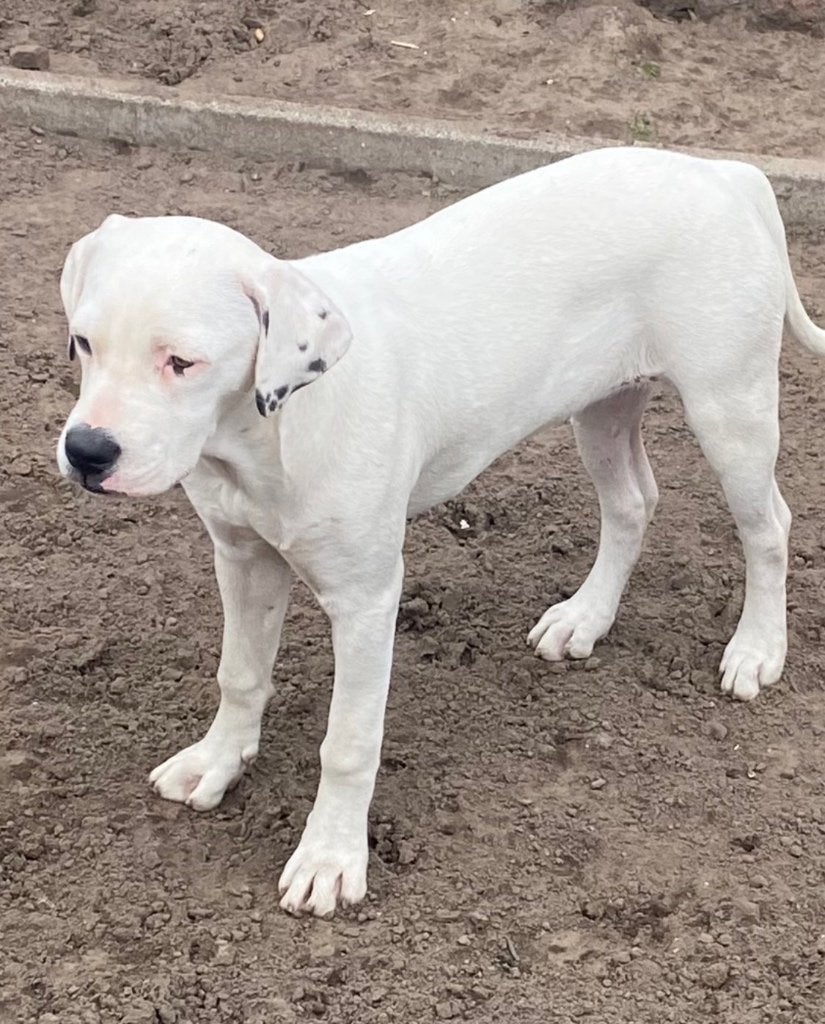 Gouden mandje gezocht voor lieve pup, Dieren en Toebehoren, 15 weken tot 1 jaar, American Staffordshire Terriër, Teef, Eén hond