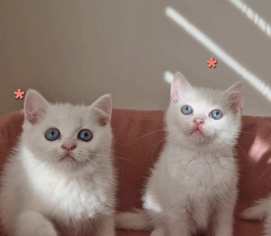 britse korthaar kittens poesjes, Dieren en Toebehoren, Katten en Kittens | Raskatten | Korthaar