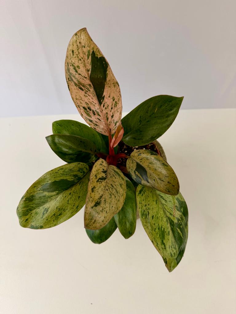 Philodendron Red Congo Dwarf Variegated p12, Huis en Inrichting, Kamerplanten, Overige soorten, In pot, Minder dan 100 cm, Groene kamerplant