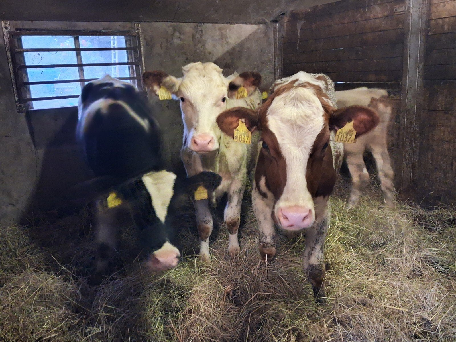 4 mooie pinken en Marchigiana dekstieren, Mannelijk