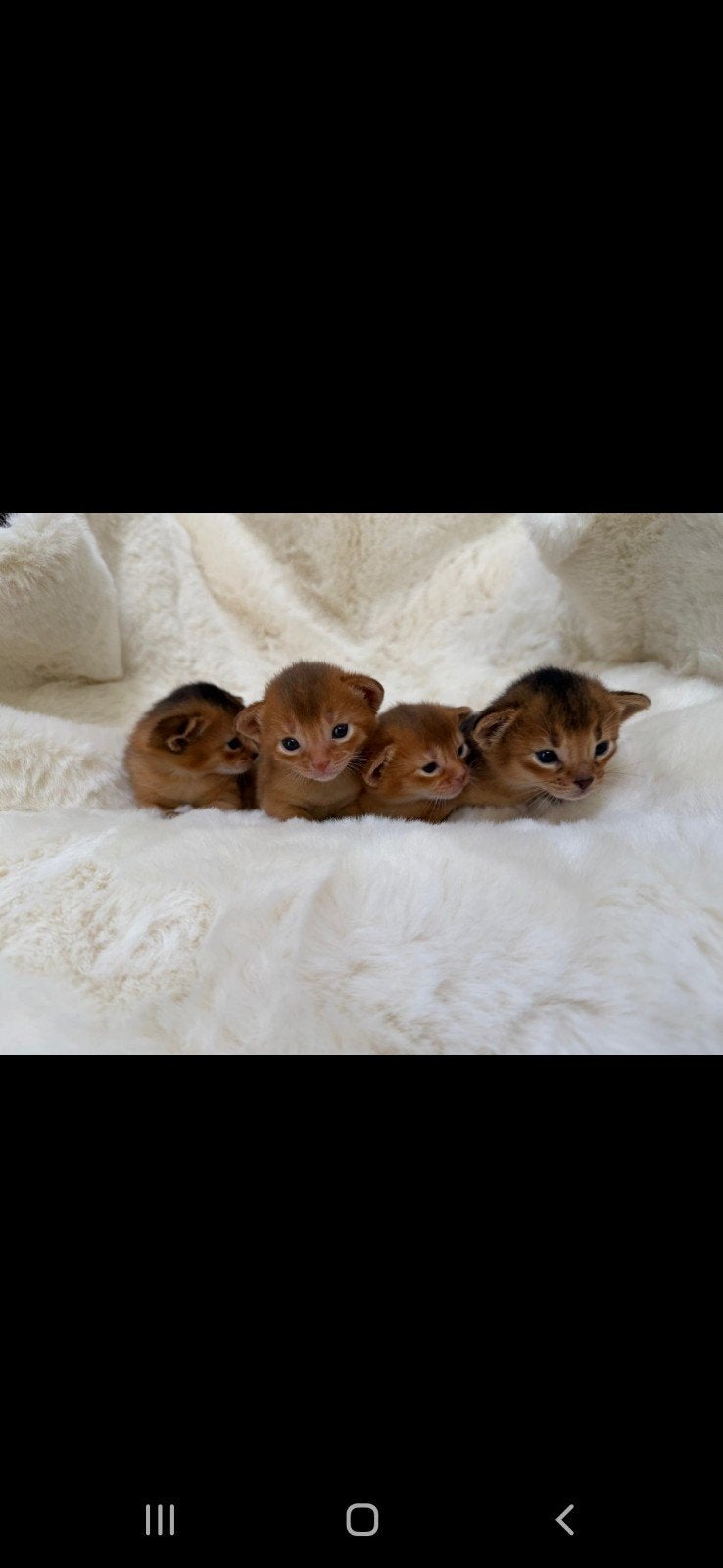 Abessijn kittens, Dieren en Toebehoren, Katten en Kittens | Raskatten | Korthaar, Meerdere dieren, Gechipt