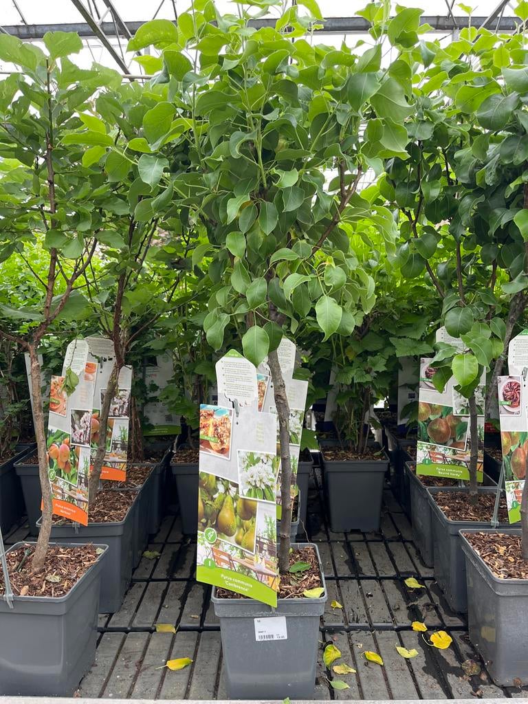 Perenboom 'Conference' - Pyrus communis €19,95, Lente, Volle zon, Ophalen of Verzenden, 100 tot 250 cm