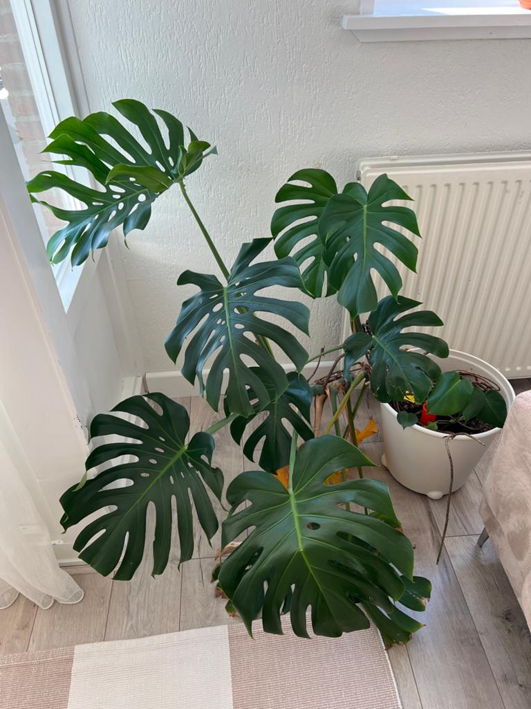 Monstera Plant met grote ikea pot., Ophalen, Halfschaduw, Minder dan 100 cm