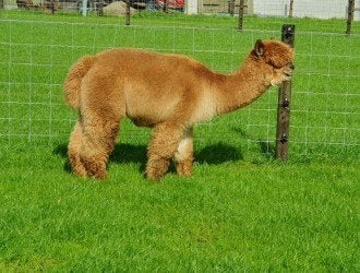 Lieve rustige alpaca dekhengst, Juli, Mannelijk