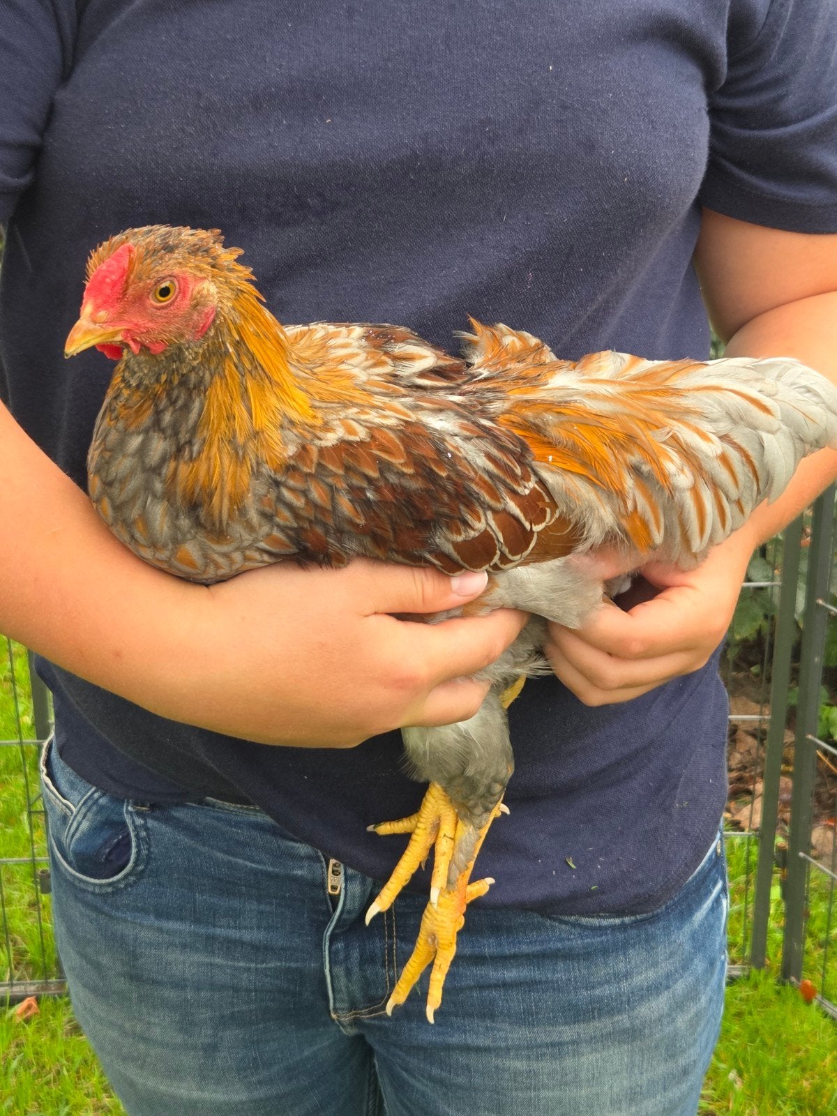 Wyandotte krielhaan, Dieren en Toebehoren, Mannelijk, Kip
