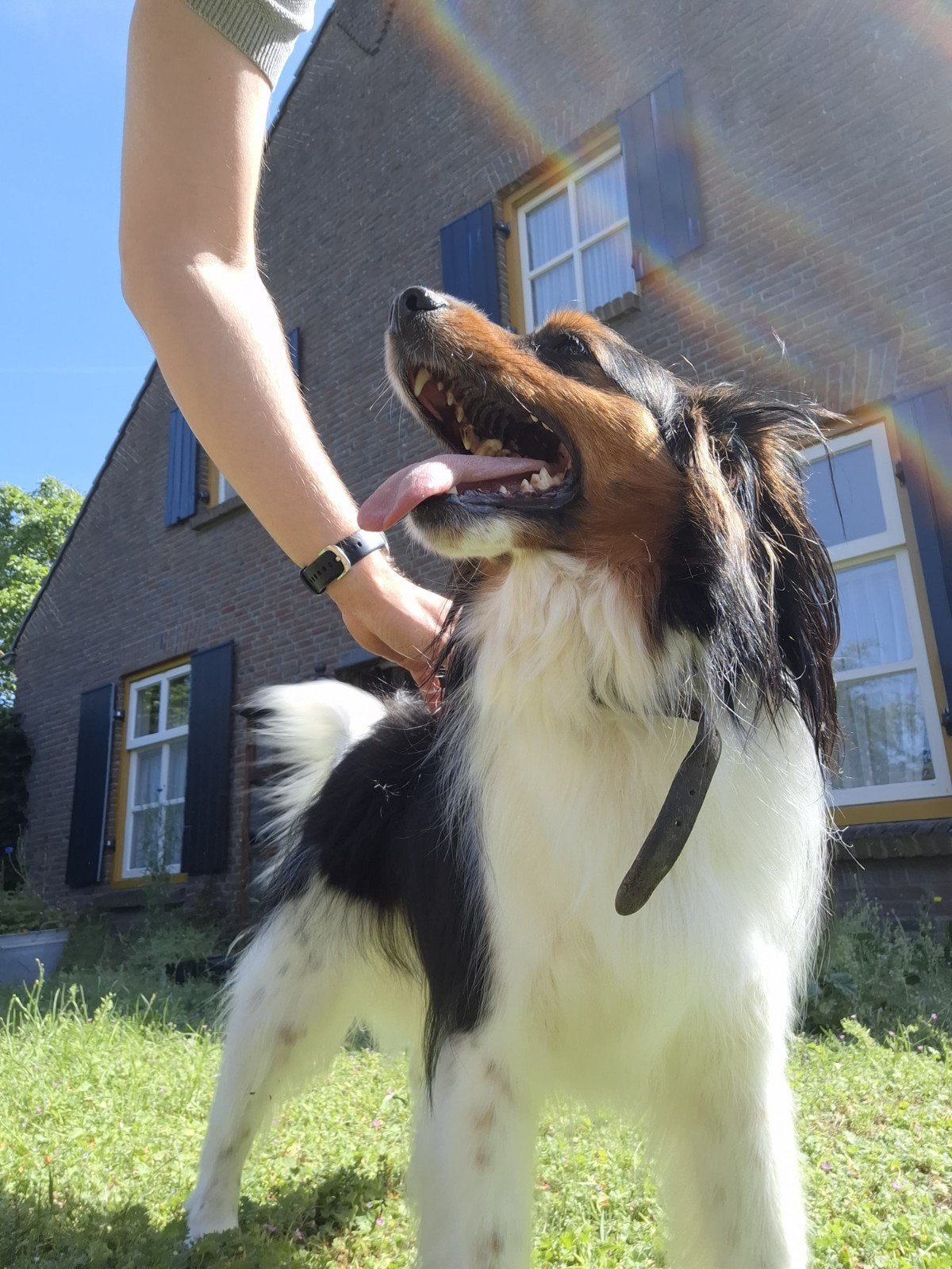 2 boederij honden, Meerdere, Meerdere dieren, Klein, 3 tot 5 jaar