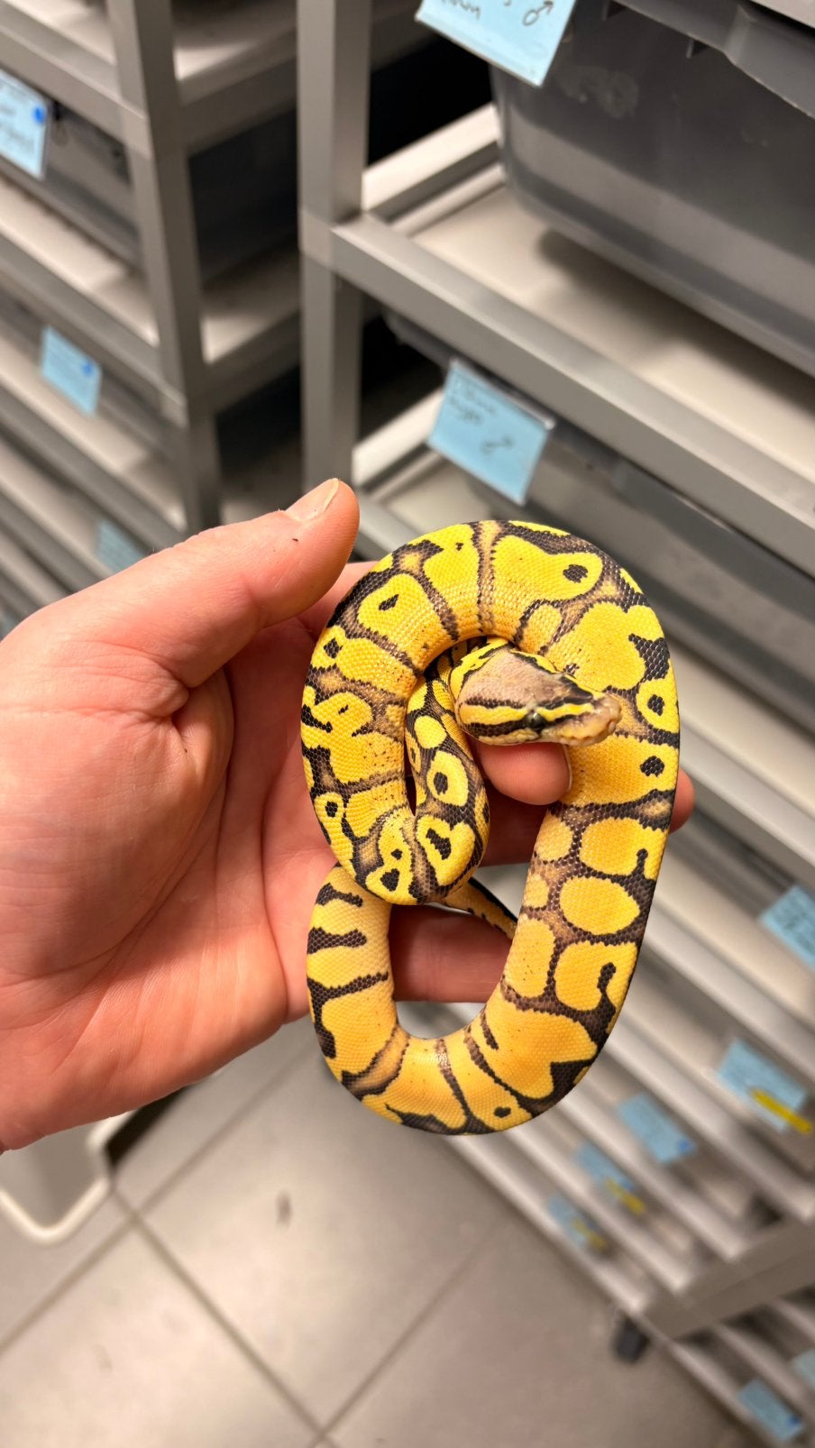 Red stripe pastel desert ghost ball python