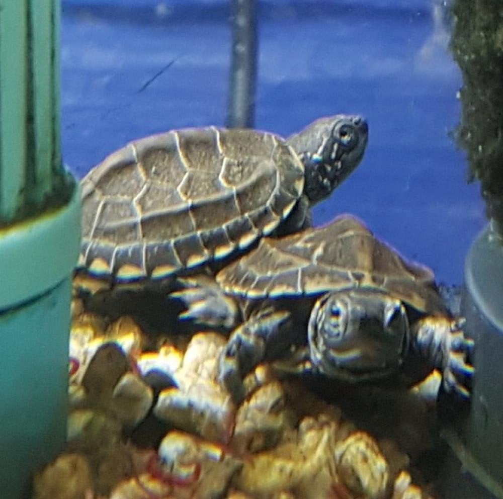 chinese driekielschildpad, Dieren en Toebehoren, Schildpad, Tam, 0 tot 2 jaar