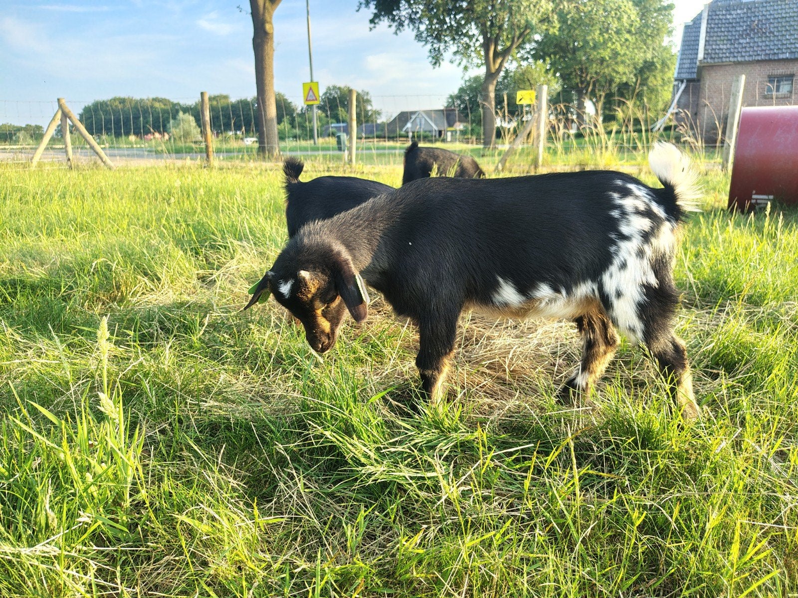Black Tan stippel dwerggeit bok fleslam / leplam, Dieren en Toebehoren, Schapen, Geiten en Varkens, Mannelijk, Geit, 0 tot 2 jaar