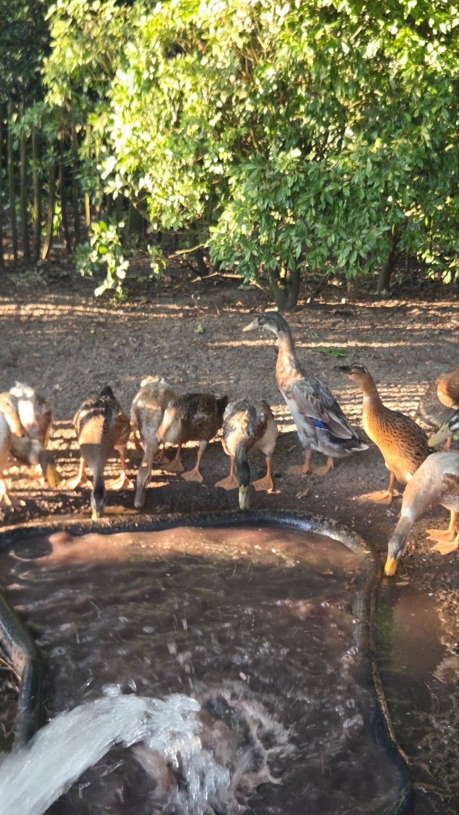 Loopeend/loopeenden woerden, Mannelijk, Eend