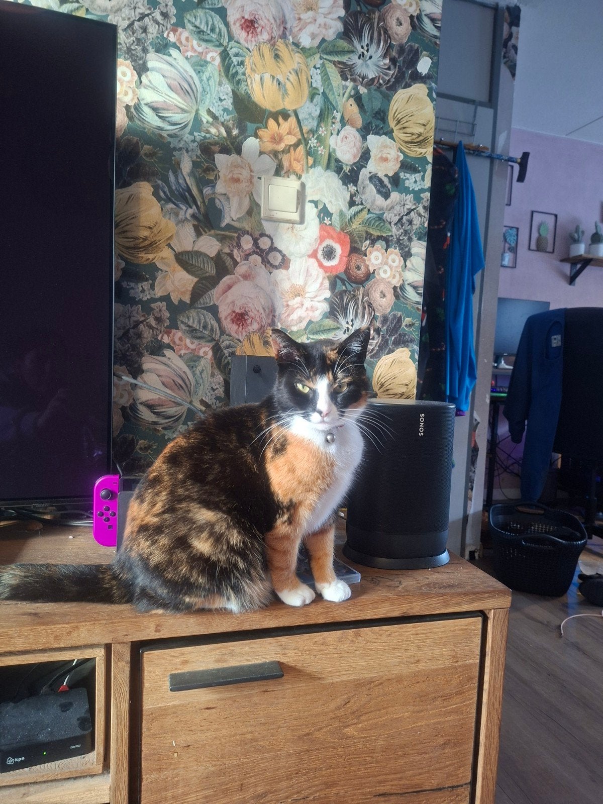 2 lieve katten (poes en kater), Dieren en Toebehoren, Meerdere dieren