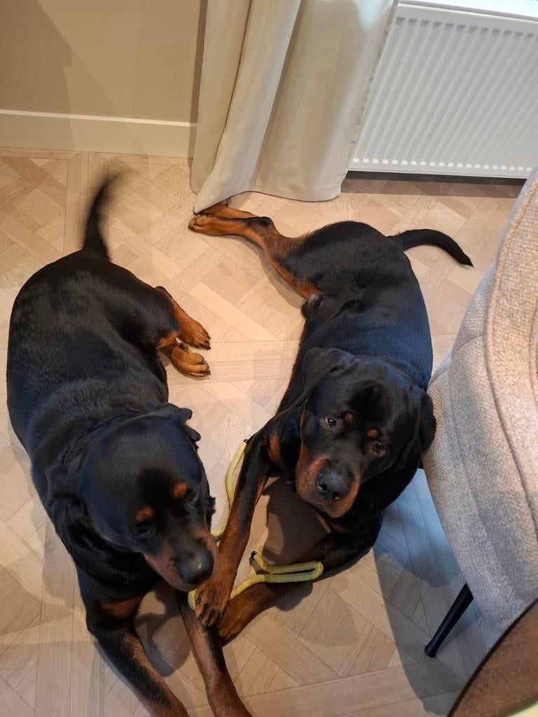 Rottweiler Dekreu aangeboden (niet te koop), Reu, 1 tot 2 jaar, Parvo, Eén hond