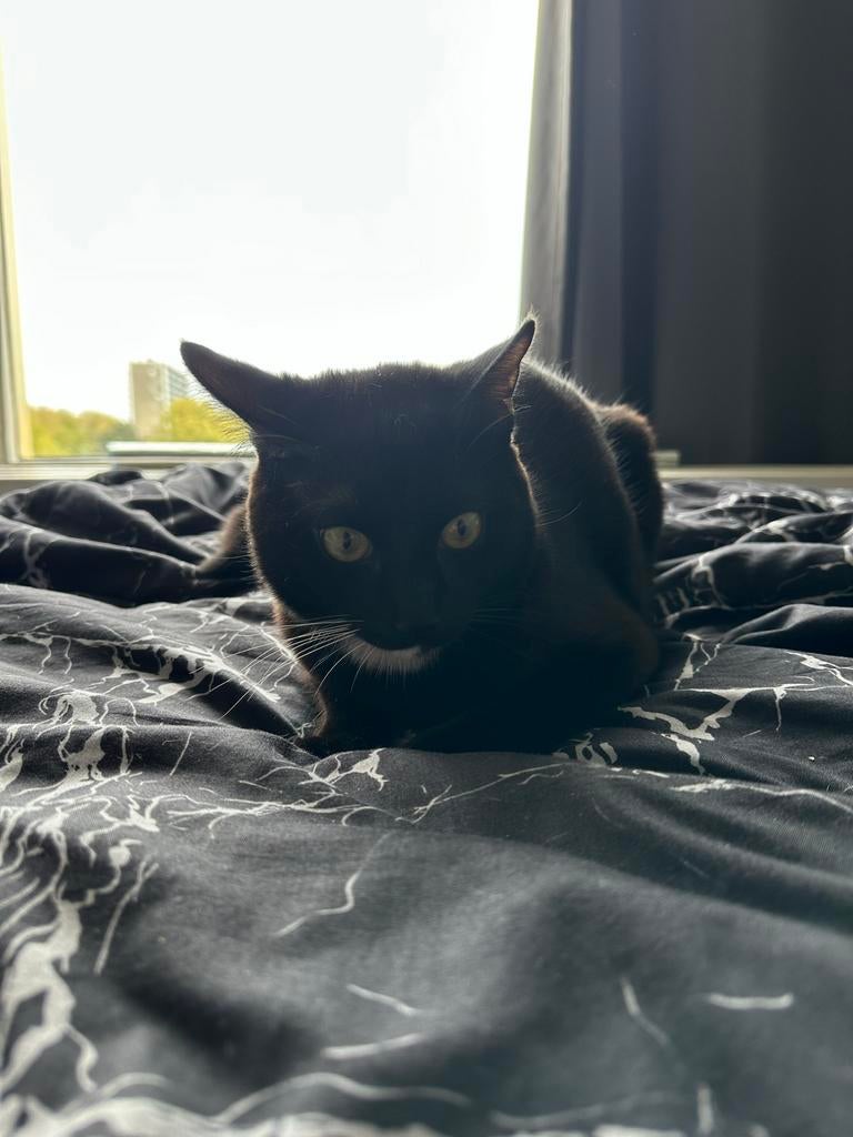 Lieve jonge kater van 7 maanden zoekt een warm nieuw thuis, Kater