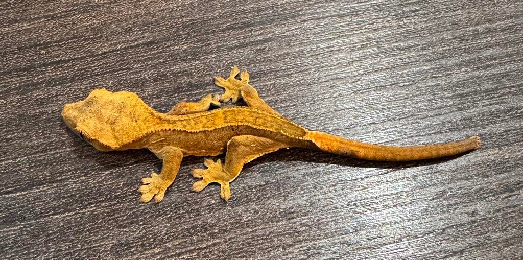 100% het Axanthic Harlequin baby wimper gekko te koop, Dieren en Toebehoren, Hagedis, Met terrarium, 0 tot 2 jaar