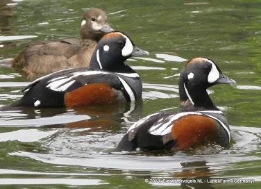 Koppel harlekijneenden, Dieren en Toebehoren, Pluimvee, Meerdere dieren, Eend