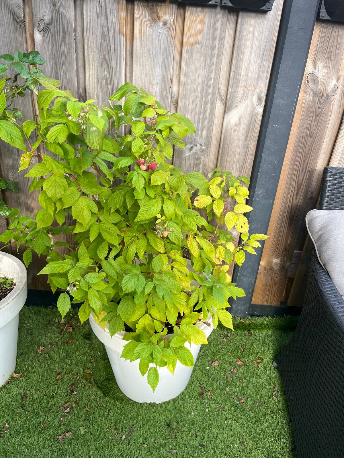 Frambozenplant in pot - Vers fruit uit eigen tuin!, Tuin en Terras, Ophalen, Volle zon, Vaste plant, Zomer