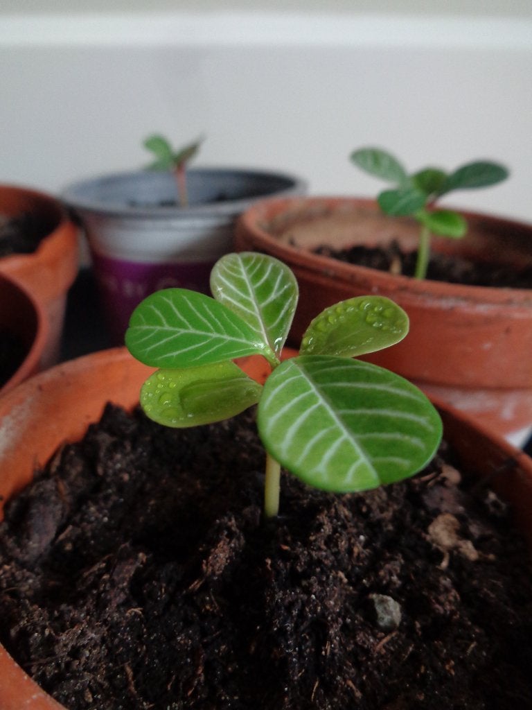 jonge plantjes MADAGASKAR JEWEL plant Euphorbia leuconeura, Ophalen of Verzenden, Halfschaduw, Minder dan 100 cm