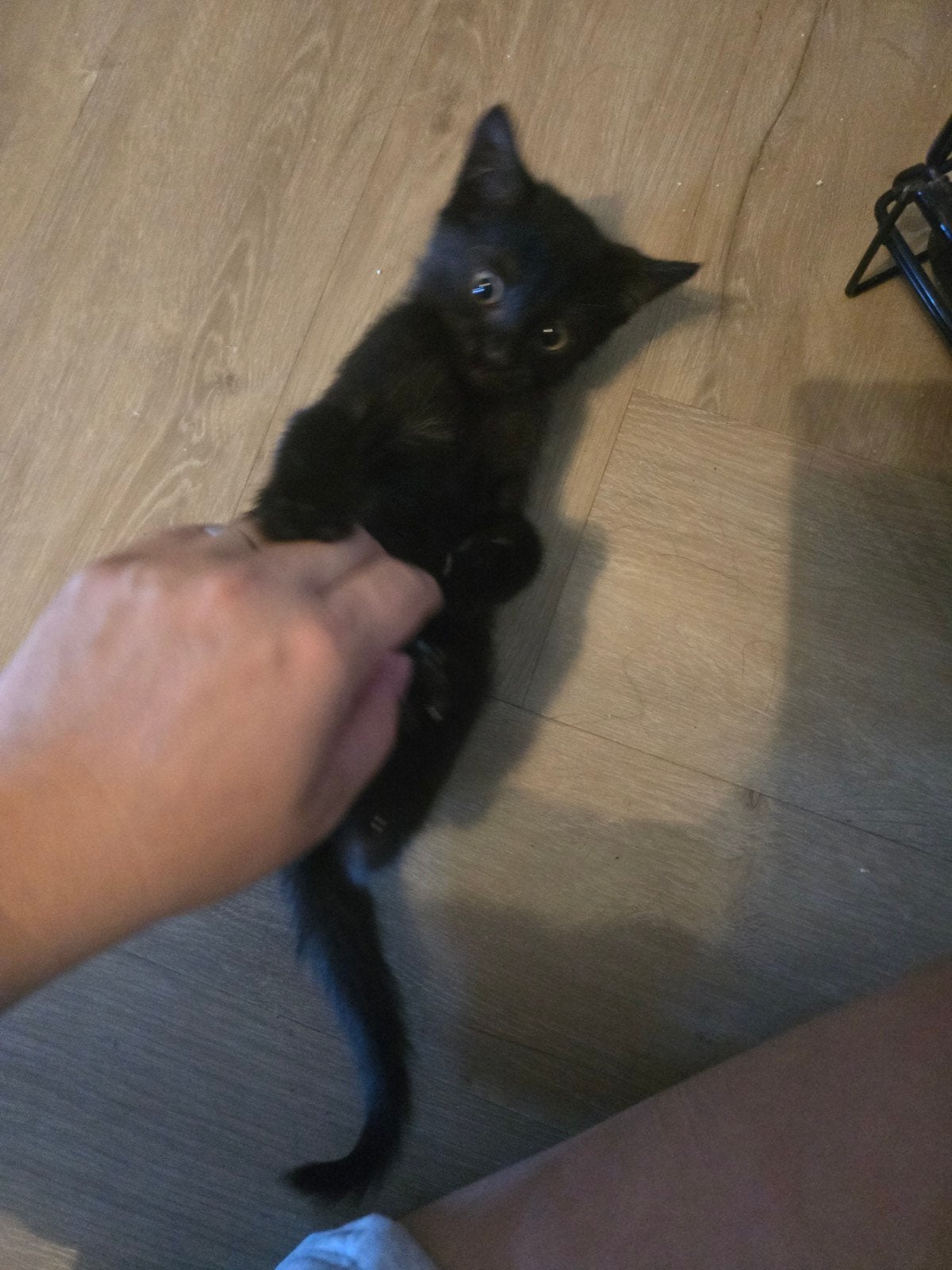 Nog 1 kitten met mama ter adoptie, Dieren en Toebehoren, Poes