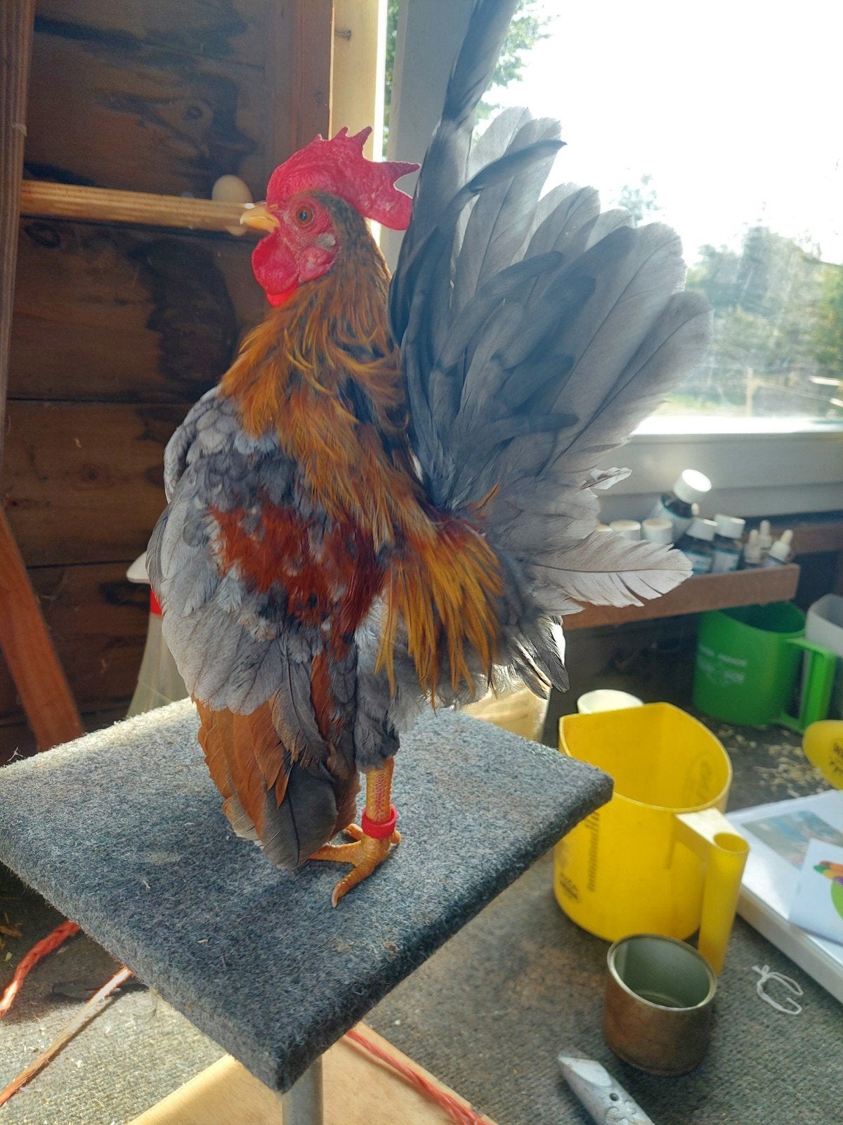 zuiver serama fok trio, Meerdere dieren, Kip