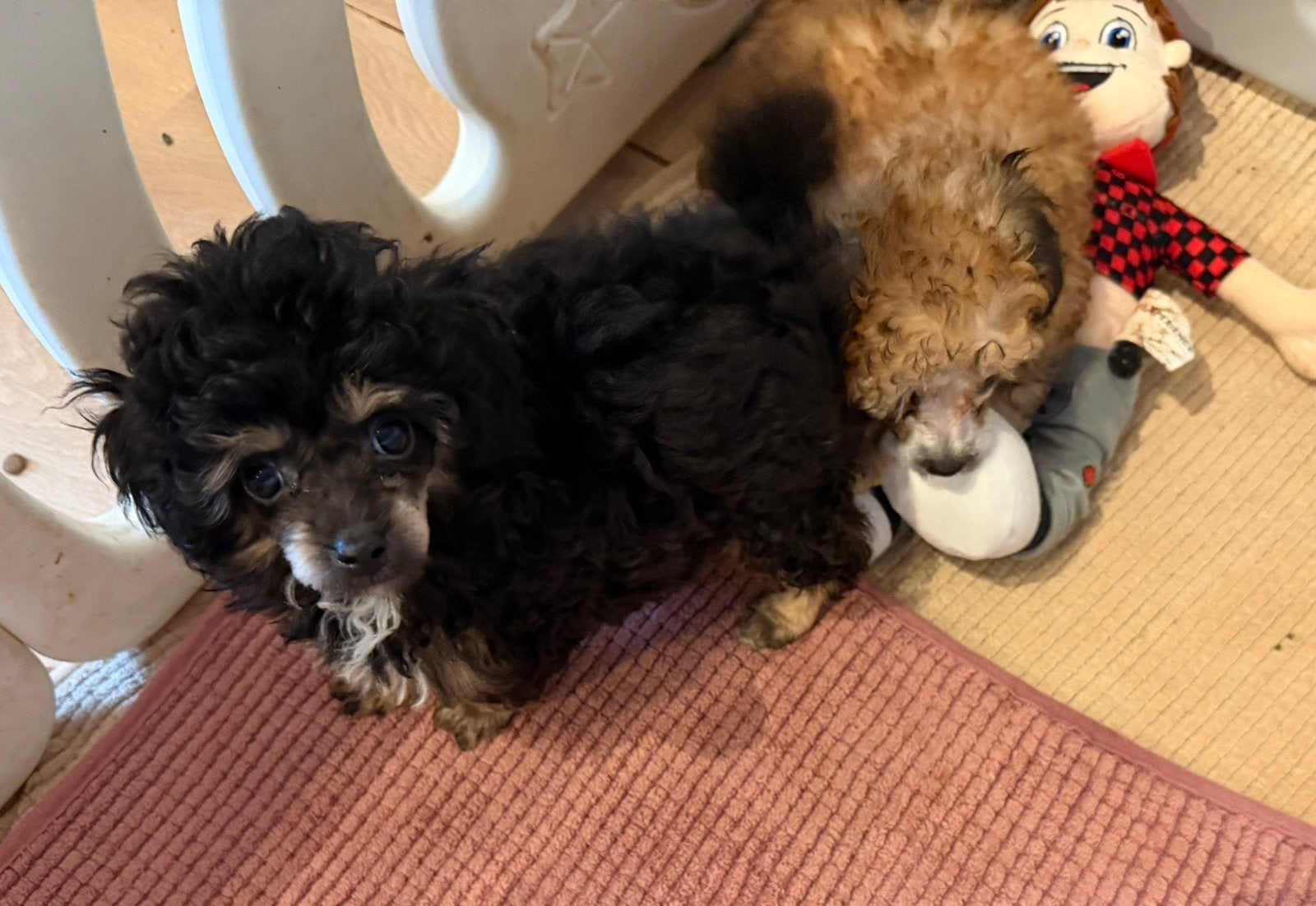 Drie toy poedel pupjes, Dieren en Toebehoren, Honden | Chihuahua's en Gezelschapshonden, Poedel, Parvo, Reu, 8 tot 15 weken