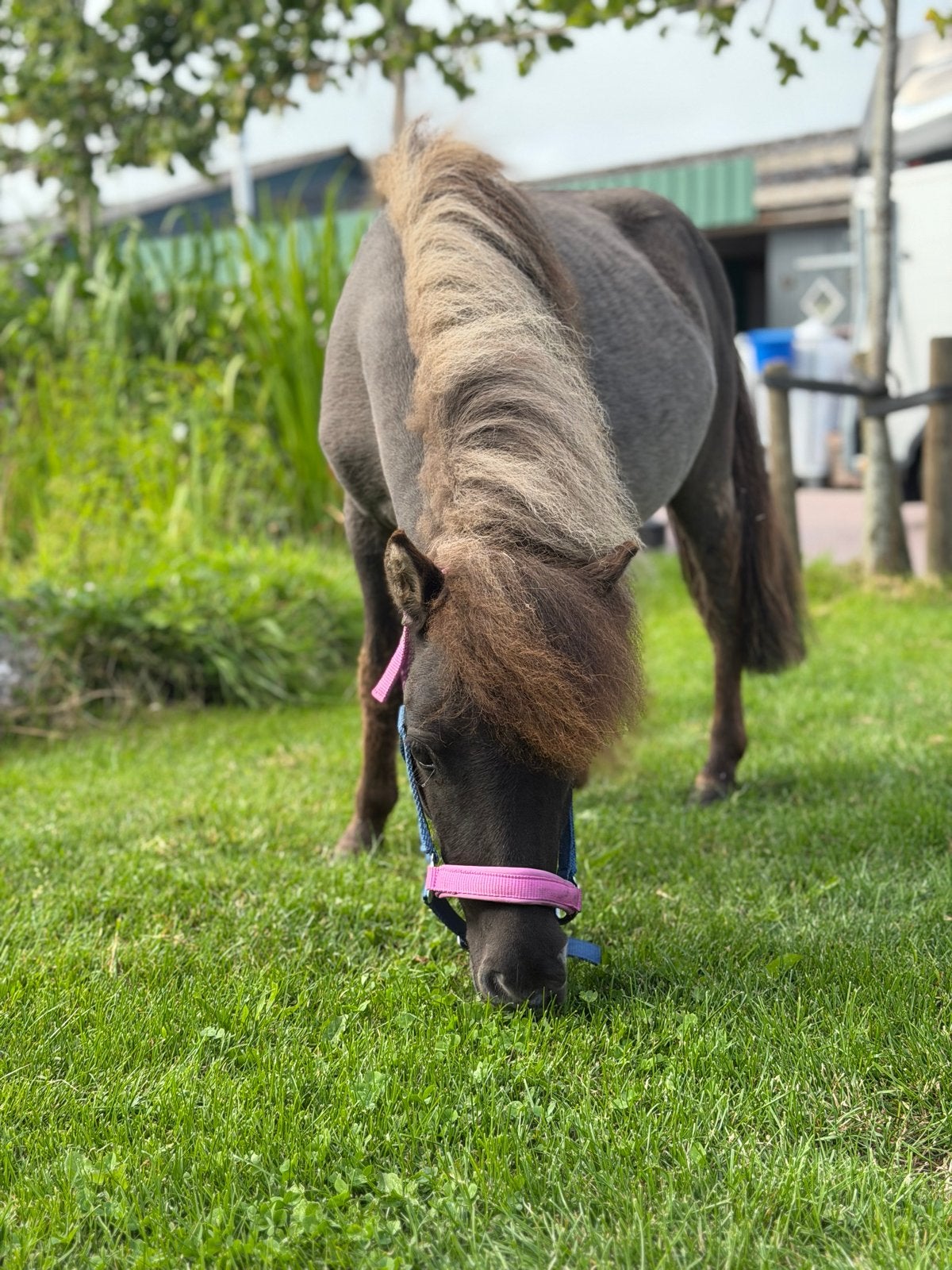 Shetlander hengst black dun NSPS stamboom, Dieren en Toebehoren, Met stamboom, 0 tot 2 jaar, Hengst, A pony (tot 1.17m)