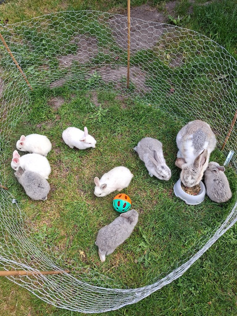 Konijntjes, Dieren en Toebehoren, Konijnen, Geslacht onbekend, Middelgroot, 0 tot 2 jaar