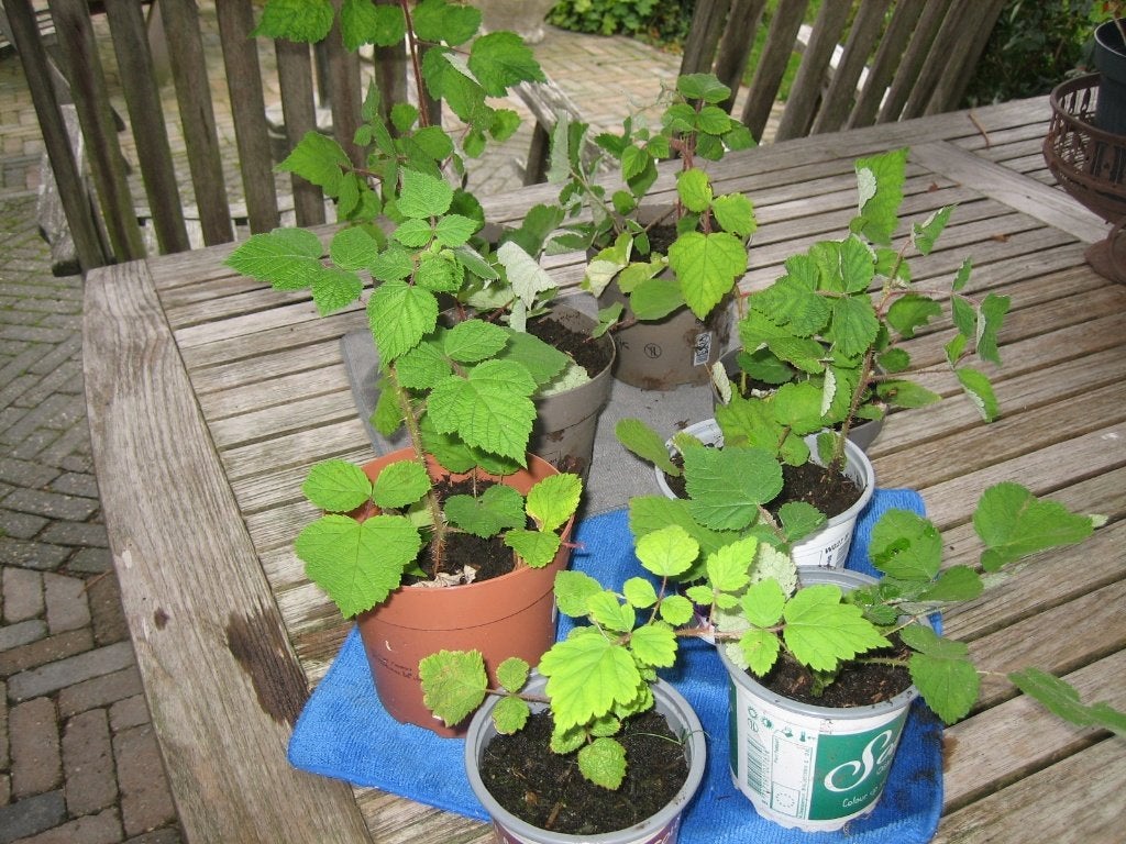 stekjes Japanse wijnbes, Ophalen, Volle zon, Vaste plant, Fruitplanten